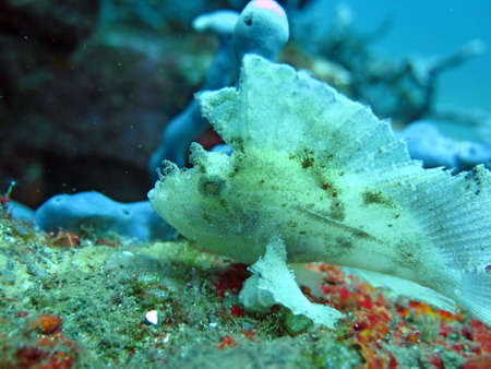 Thriving  coral reef alive with marine life and  fish, Bali.の写真素材