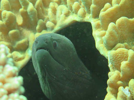 Giant moray hiding  amongst coral reef on the ocean floor, Bali.