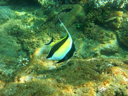 Thriving  coral reef alive with marine life and  tropical fish (Moorish Idols), Bali.