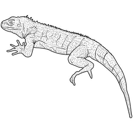 Lizard is goanna silhouette on a white background. Vector illustration.のイラスト素材