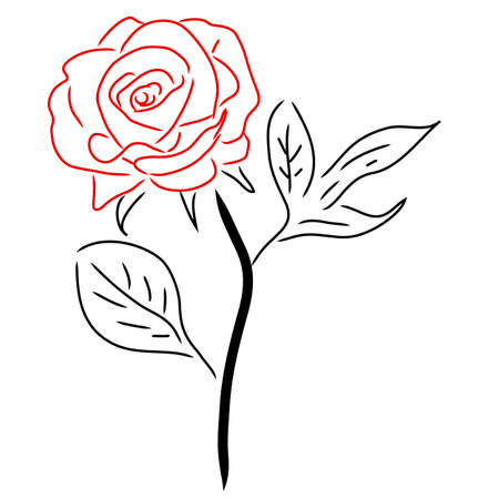 Red Rose isolated on white, vector illustration.のイラスト素材