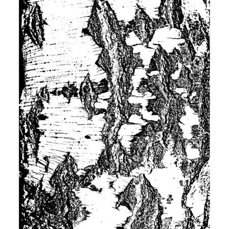Bark of birch in the cracks texture. Vector illustration.のイラスト素材