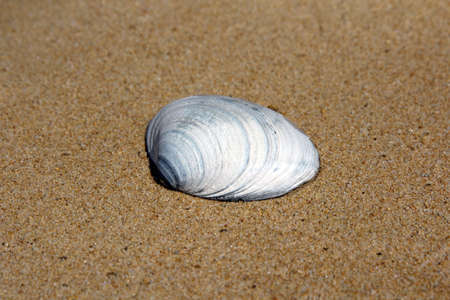 Sea shells on sand. Summer beach background.
