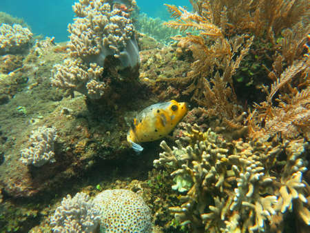 Thriving  coral reef alive with marine life and shoals of fish, Bali.の写真素材
