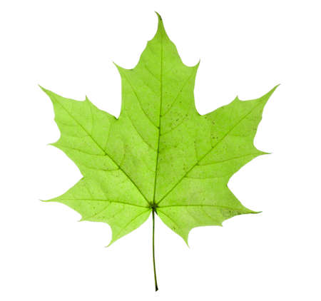 maple closeup leaf isolated on white background.の写真素材
