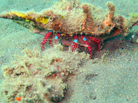 Thriving  coral reef alive with marine life and shoals of fish, Bali.の写真素材