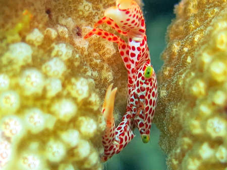 Thriving  coral reef alive with marine life and shoals of fish, Bali.の写真素材