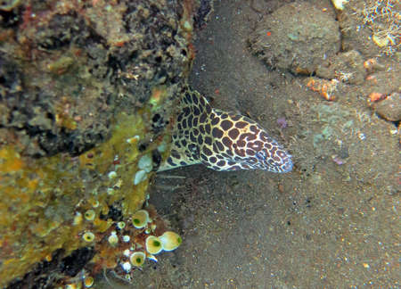 Giant spotted moray hiding  amongst coral reef on the ocean floor, Bali.