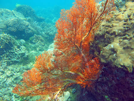 Thriving  coral reef alive with marine life and shoals of fish, Bali.の写真素材