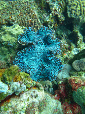 Thriving  coral reef alive with marine life and shoals of fish, Bali.の写真素材