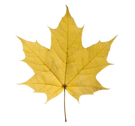 maple closeup leaf isolated on white background.