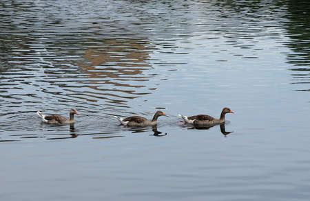 Three beautiful ducks swimming on the lakeの写真素材