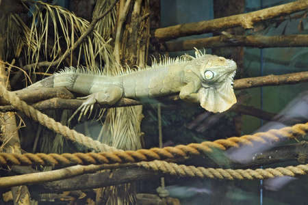 Lizard is goanna lies dry branch of a tree.の写真素材