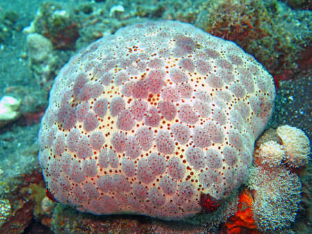Thriving coral reef alive with marine life and shoals of fish, Bali.