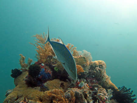 Thriving coral reef alive with marine life and fish, Bali.