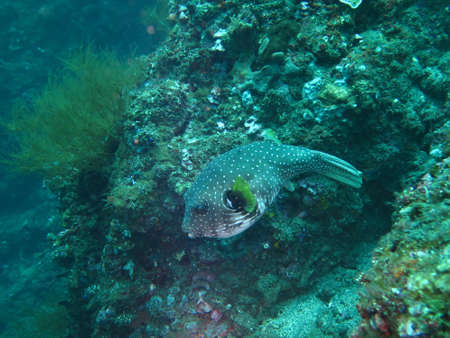 Thriving coral reef alive with marine life and fish, Bali.