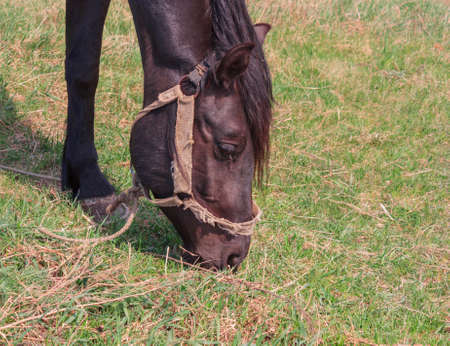Portrait of a black horse on a background of green grass.の写真素材