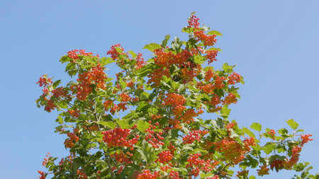 Branch of red viburnum in the garden.