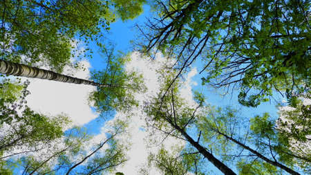 European mixed forest. Tops of the trees. Looking up to the canopy.の写真素材