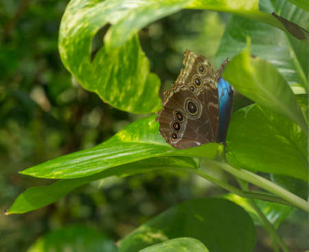 Blue Morpho, Morpho peleides, big butterfly sitting on green leaves, beautiful insect in the nature...