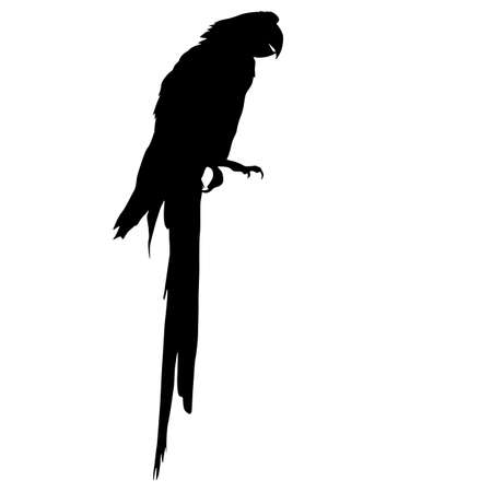 Silhouette bird Macaws on a white background.のイラスト素材