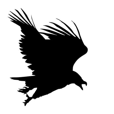 Silhouette beautiful eagle on a white background.のイラスト素材