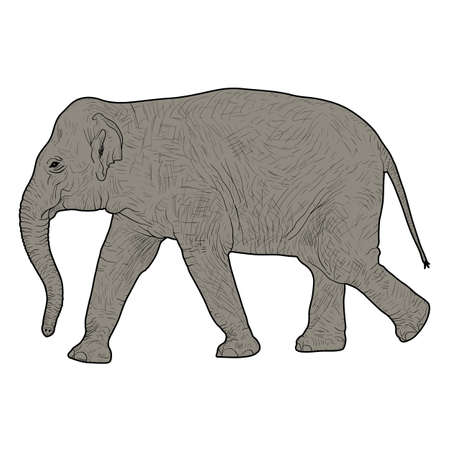 Silhouette large African elephant on a white background.のイラスト素材