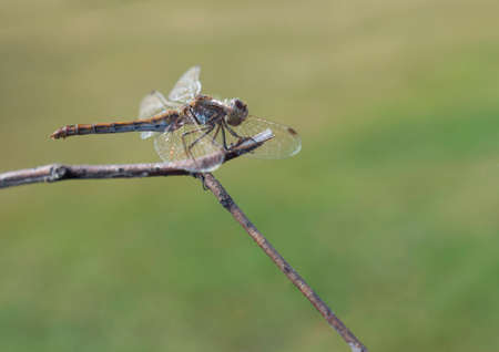 Beautiful dragonfly sits on a dry branch on a background of grass.の写真素材