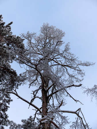 Winter forest during a snowfall natural background.
