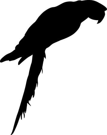 Silhouette bird Macaws on a white background.のイラスト素材