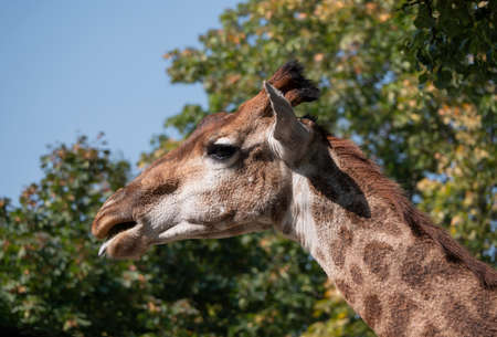 Beautiful giraffe stands tall on blue sky background.の写真素材