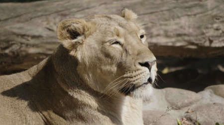 Portrait lioness basking in the warm sun after dinner.