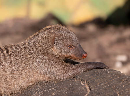 Banded mongoose (mungos mungo) resting in the sun.の素材 [FY310130279806]