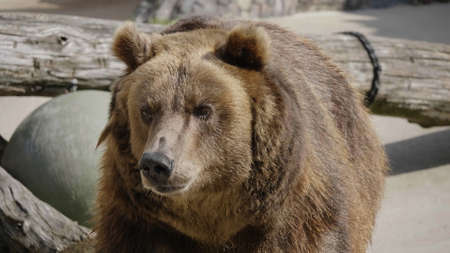 Brown bear (Ursus arctos) portrait on the hunt.