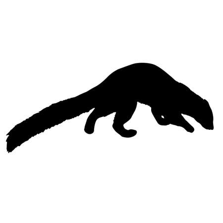 Silhouette of ferret on a white background.のイラスト素材