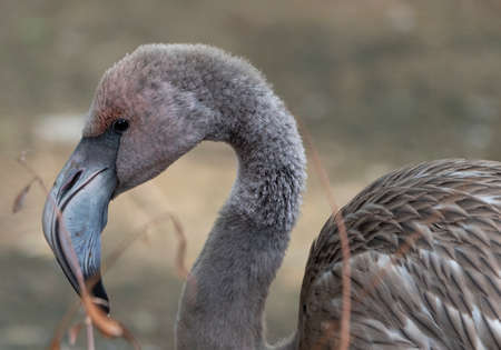 Portrait of a pink flamingo in a profile.の写真素材