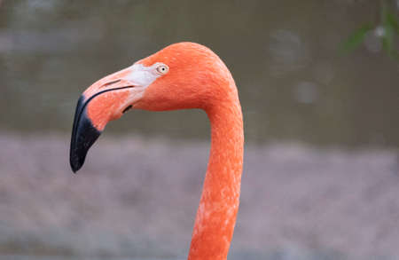Portrait of a pink flamingo in a profile.の写真素材