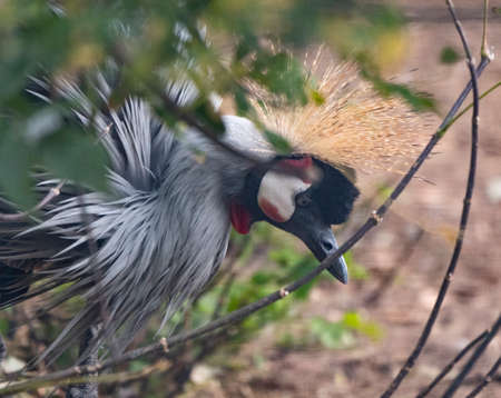 eautiful bird, Grey Crowned Crane with blue eye and red wattle.の写真素材