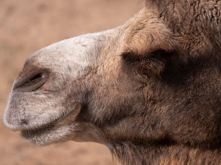 Portrait of a graceful two-humped camel resting in the shade.の写真素材