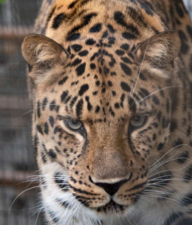 Jaguar before the attack on the victim prepares to jump.の写真素材