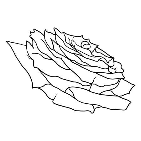 Beautiful sketch of a rose flower on a white background.のイラスト素材