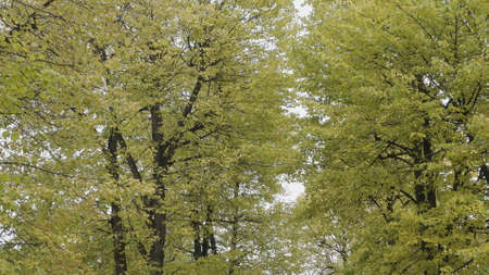 Autumn leaves fall in the forest, natural landscape.