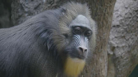 A monkey on the epic pose of solving his problems.