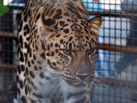 Jaguar before the attack on the victim prepares to jump.