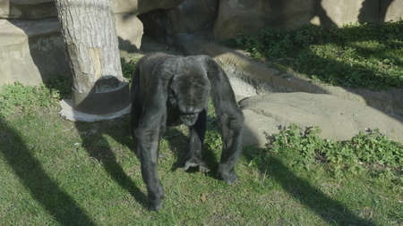large gorilla eating onion on a green lawn.