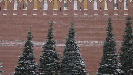 Kremlin wall and blue spruce closeup in winter Moscow Russian.