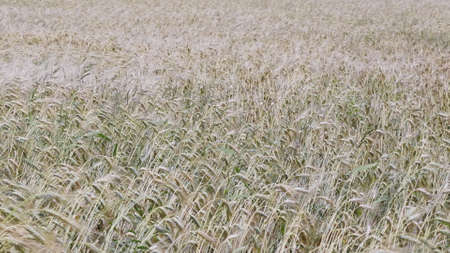 Fields of wheat at the end of summer fully ripe.