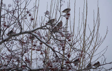 Waxwing flock of birds sitting on a branch of a mountain ash in winter.の写真素材