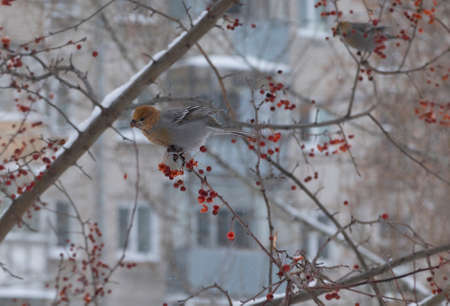 Forest bird Schur on the branch of an Apple tree.の写真素材