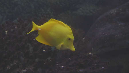 Fish, coral reef dweller swims close to the camera.